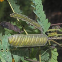 Senna didymobotrya (Fresen.) H.S.Irwin & Barneby